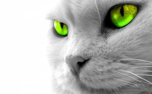 Кошкины зеленые глаза
