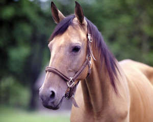 IZOSOFT'S imageDisk Horses IZ063