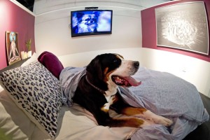 Opening of a luxury hotel for dogs in New York