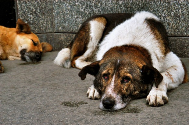 saint_petersburg_june-stray_dogs_sadovaya_street_saint-620x412