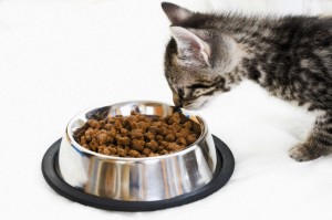 Domestic cat kitten at feeding dish side view