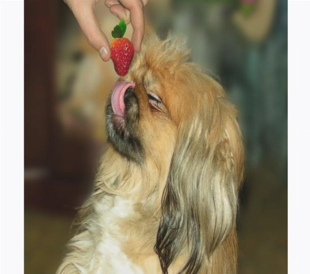 Фото: пекинес любит кушать фрукты