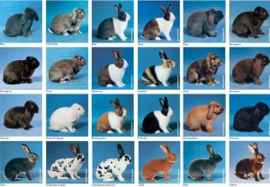 Standard_rabbits