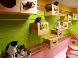 modular-cat-climbing-wall-of-catswall-4-241