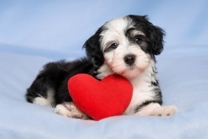 Lover Valentine Havanese puppy is lying on a blue blanket