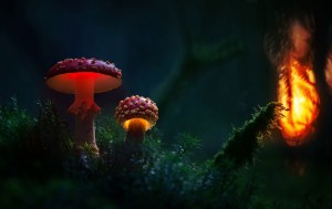 Glowing-mushrooms-10