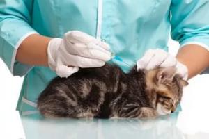 Какие прививки делают котам?