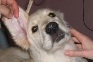 Как вылечить собаку от ушного клеща