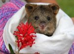 В австралийском зоопарке выхаживают детеныша квокки