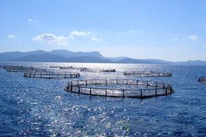 Турецкие технологии круглогодичного выращивания рыбы в Черном море применимы и в Крыму