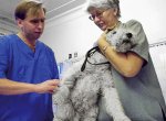 Мосгордума планирует чипировать домашних животных