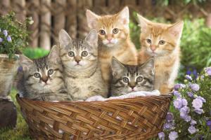 Американцев хотят спасти от стресса котятотерапией
