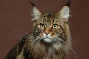 Порода кошек мейн-кун – характер, уход
