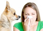 Аллергия на домашних животных: как с ней бороться?