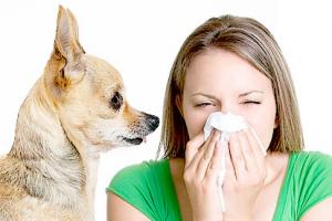 Аллергия на домашних животных: как с ней бороться?