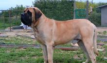 Английский гигант - истинно английская собака.