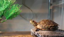 Уход за домашними черепахами