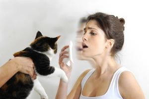Аллергия на кошек - причины и следствия