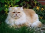 Породы кошек: персидская