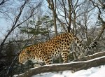 В России подсчитали дальневосточных леопардов и амурских тигров