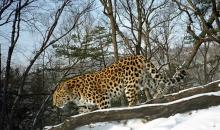 В России подсчитали дальневосточных леопардов и амурских тигров
