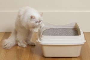 Виды наполнителей для кошачьих туалетов