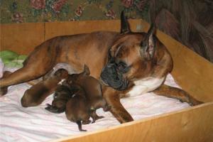 16 щенков от одной мамочки