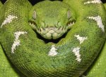 Ученые открыли новый вид змей