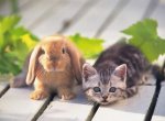 Карликовый кролик — любимец семьи
