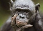 Шимпанзе получат право на личную свободу