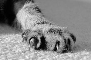 Нужно ли кошкам стричь ногти?