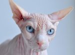 Необычная порода кошек – сфинкс