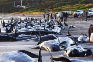 Массовая гибель дельфинов на побережье США