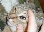 Дирофиляриоз у кошек – к чему надо быть готовым?