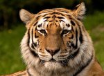 Как спасти амурского тигра?