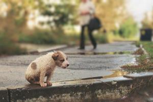 В красноярском городе Канске появится приют для бездомных животных