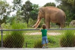 Африканским слонам угрожает ожирение