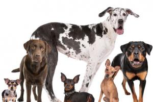 Собаки для дома: как выбрать породу?