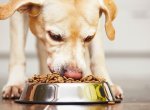 Выбираем корм для собаки: что нужно знать?