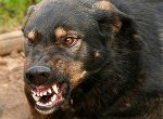 Причины развития агрессии у собак
