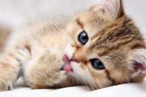 Как правильно кормить и воспитывать домашних кошек?