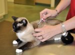 Вакцинация кошек  — схема и вопросы