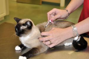 Вакцинация кошек  - схема и вопросы