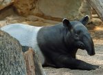 Тапиры – необычные жители лесов Америки и Азии