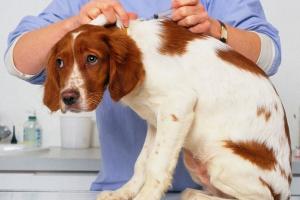Распространенные болезни собак