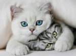 История появления кошек, интересные факты об этих домашних животных