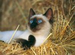 Породы кошек: сиамская