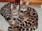 Кошки Мейн Кун — рекордсмены среди домашних кошек!