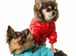 Как выбрать практичную и удобную одежду для маленькой собаки?
