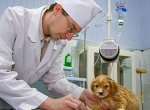 Выбор ветеринарной клиники для лечения животных. Нюансы и рекомендации по выбору ветеринарного врача